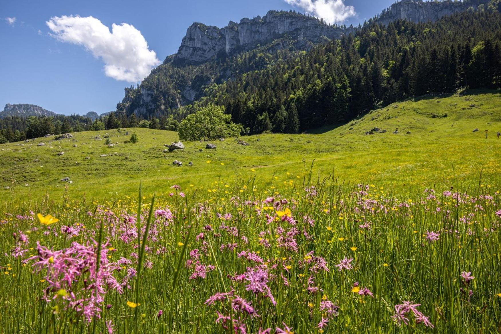 Graublau Lägenhet Grassau  Exteriör bild